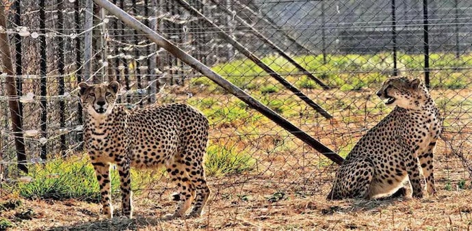 In a statement, South Africa's environmental department said, "An initial batch of 12 cheetahs is scheduled to be flown from South Africa to India in February 2023." In a statement, South Africa's environmental department said, "An initial batch of 12 cheetahs is scheduled to be flown from South Africa to India in February 2023."