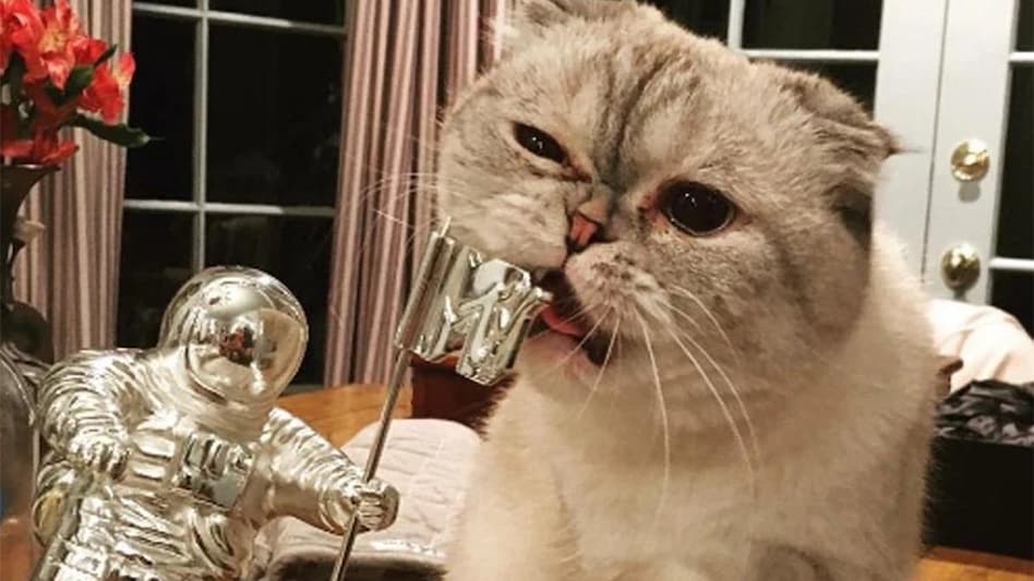 Taylor Swift’s cat is worth $97 mn but it isn’t world’s richest pet. The title goes to... (Photo: Twitter) Taylor Swift’s cat is worth $97 mn but it isn’t world’s richest pet. The title goes to... (Photo: Twitter)