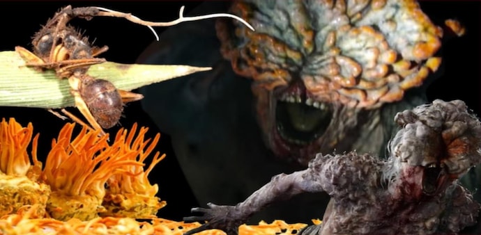 At the core of the show and the video game is a fungus from genus Cordyceps At the core of the show and the video game is a fungus from genus Cordyceps