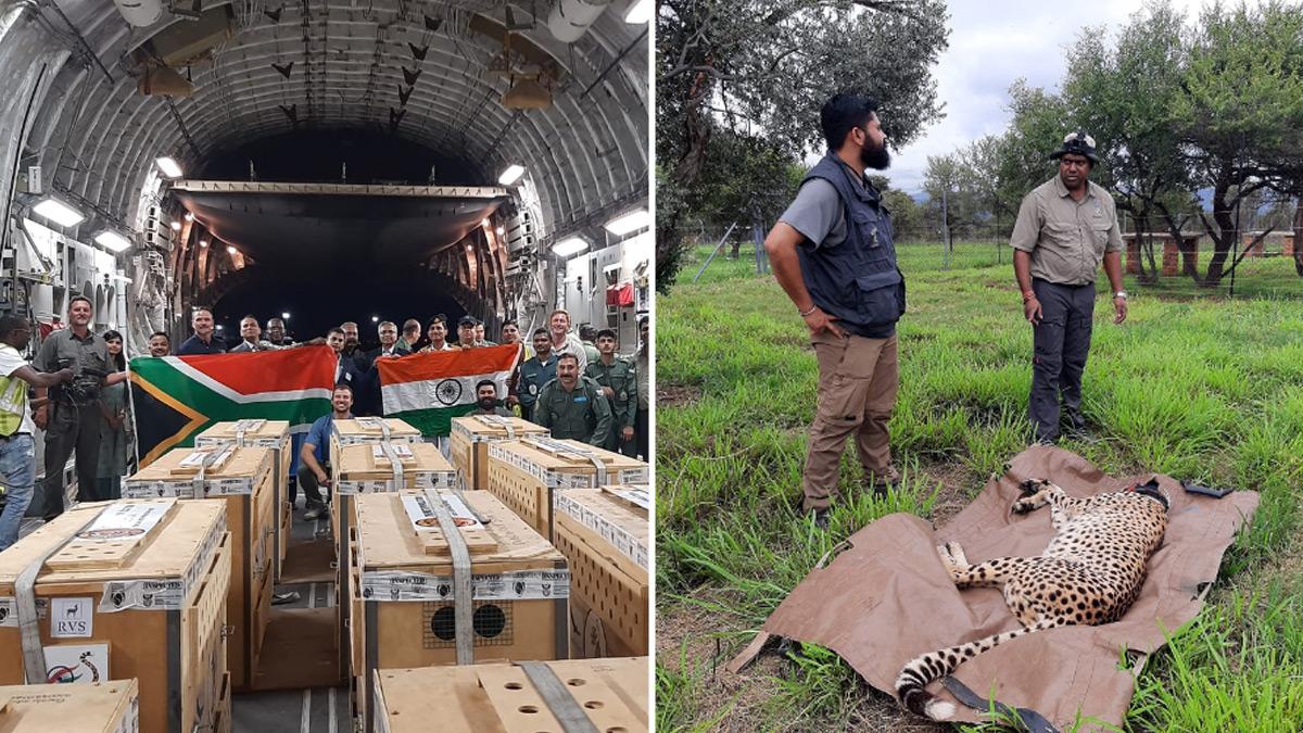 12 Cheetahs from South Africa to land at Madhya Pradesh's Kuno National Park