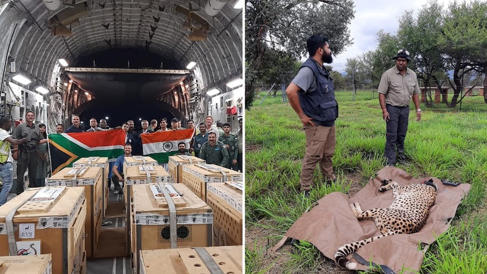 Twelve cheetahs are the first of dozens that South Africa has promised India over the next decade. Twelve cheetahs are the first of dozens that South Africa has promised India over the next decade.