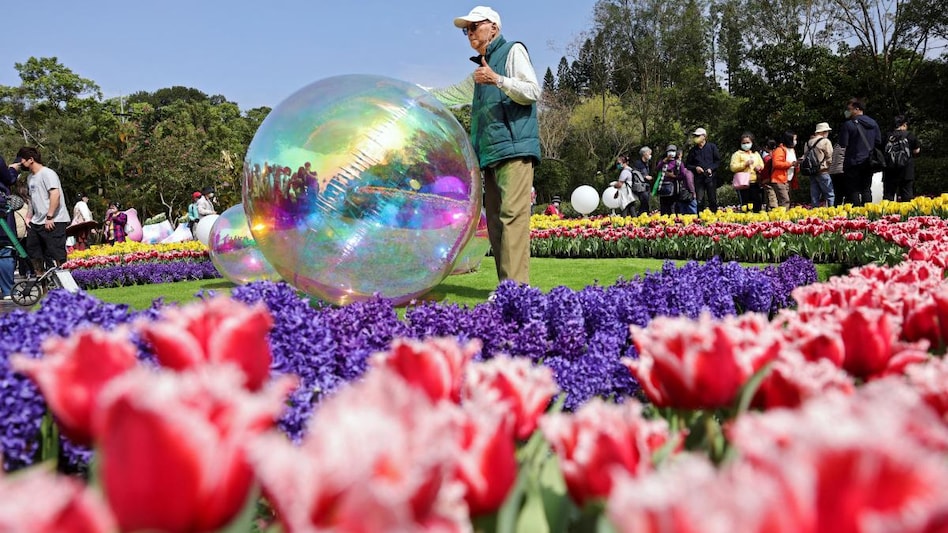 A man poses for pictures at the Shilin Residence Tulip Festival in Taipei, Taiwan. (Source: REUTERS/I-Hwa Cheng) A man poses for pictures at the Shilin Residence Tulip Festival in Taipei, Taiwan. (Source: REUTERS/I-Hwa Cheng)