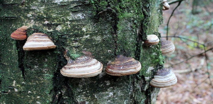 Fomes fomentarius is easily recognized by its distinctive hoof-shaped fruiting bodies. (Source: Heinonlein via Wikimedia Commons) Fomes fomentarius is easily recognized by its distinctive hoof-shaped fruiting bodies. (Source: Heinonlein via Wikimedia Commons)