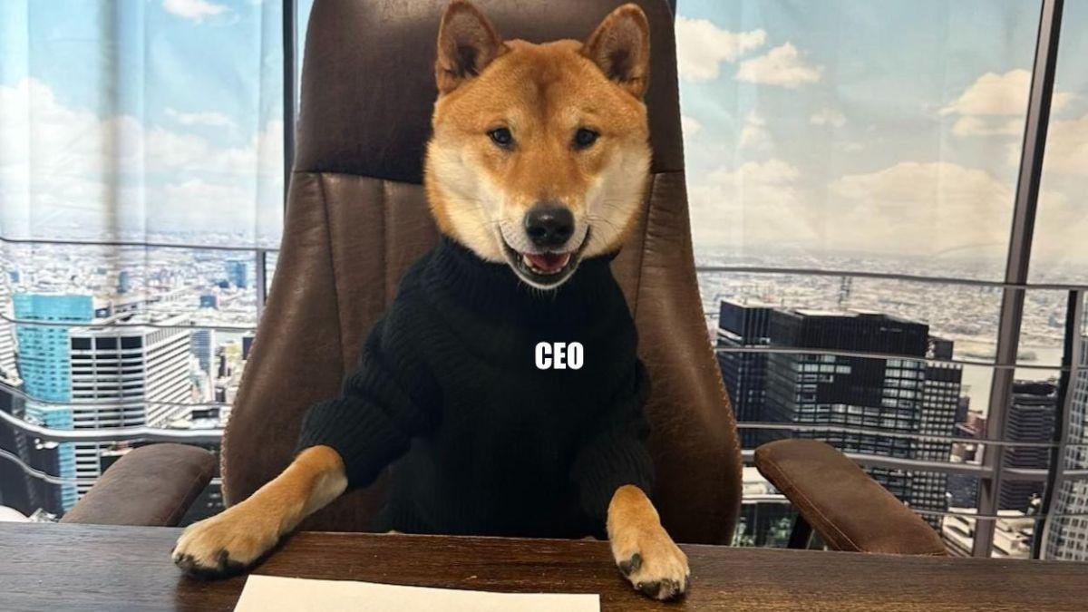 Floki, Musk's Shiba Inu has been appointed as new 'Twitter CEO' Floki, Musk's Shiba Inu has been appointed as new 'Twitter CEO'