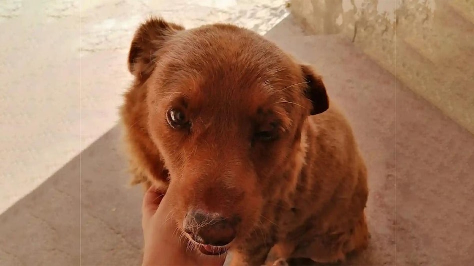 As of February 2, Bobi was 30 years and 267 days old, which is the highest to date for a dog and took away the title of “world’s oldest dog” by Guinness World Records from Spike As of February 2, Bobi was 30 years and 267 days old, which is the highest to date for a dog and took away the title of “world’s oldest dog” by Guinness World Records from Spike