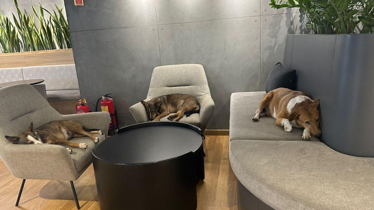 Ola boss Bhavish Aggarwal's office is a dream space for pet lovers, say Twitter users