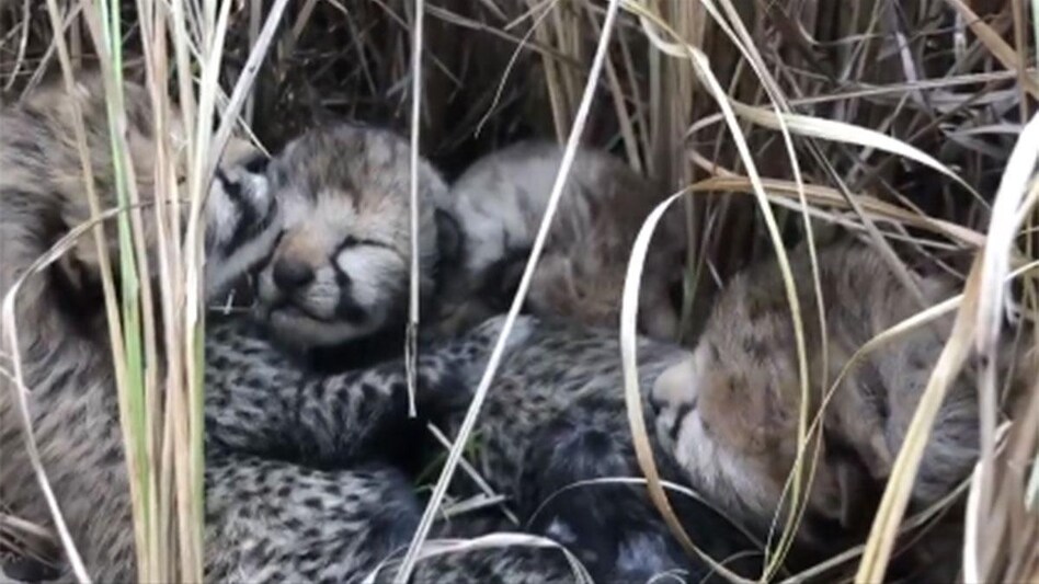 An official said on Wednesday that Siyaya gave birth to four cubs five days ago in a soft predator-free enclosure in Kuno National Park An official said on Wednesday that Siyaya gave birth to four cubs five days ago in a soft predator-free enclosure in Kuno National Park