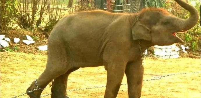 The Elephant Whisperers saw its nomination in the Documentary Short Film Category The Elephant Whisperers saw its nomination in the Documentary Short Film Category
