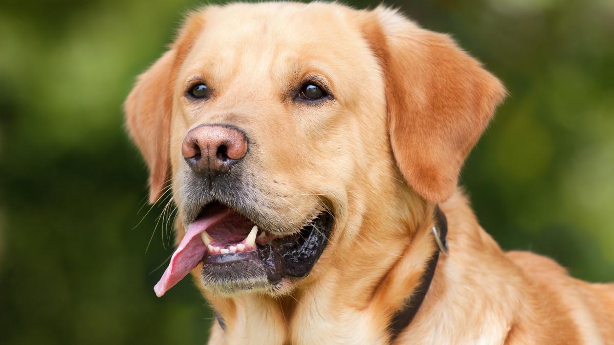 ChatGPT saves life of dog, diagnoses problem that even vet could not identify ChatGPT saves life of dog, diagnoses problem that even vet could not identify