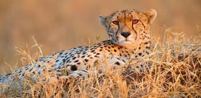 The dead cheetah was identified as Uday, another forest official said. The dead cheetah was identified as Uday, another forest official said.