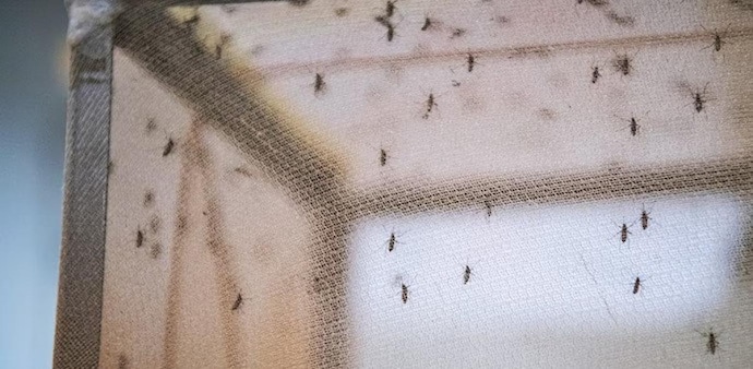 On Monday, Mansukh Mandaviya, Union Minister for Health & Family Welfare, said that India has witnessed 85.1 per cent decline in malaria cases On Monday, Mansukh Mandaviya, Union Minister for Health & Family Welfare, said that India has witnessed 85.1 per cent decline in malaria cases