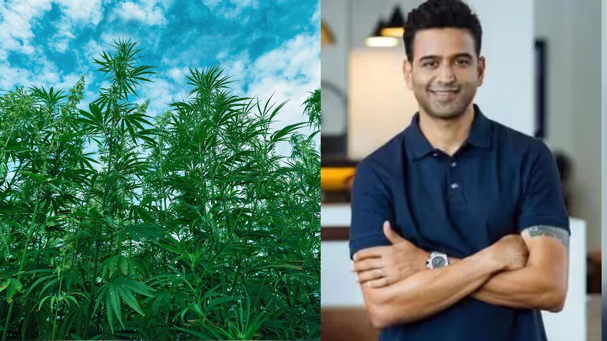 'Unlike its notorious cousin...': Zerodha's Nithin Kamath gives a low-down on marijuana vs hemp
