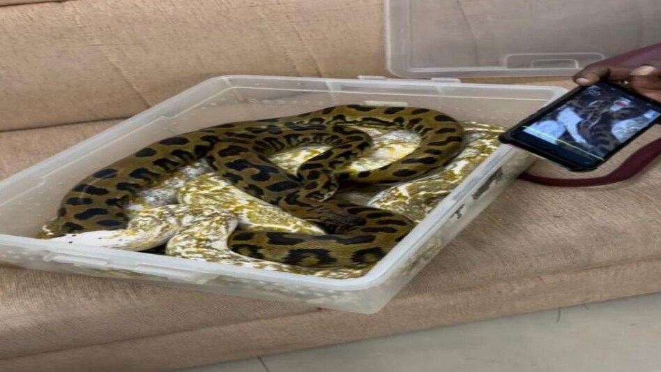 (Image: Chennai Customs/Twitter) (Image: Chennai Customs/Twitter)