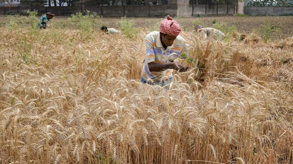 India, the world's second-largest wheat producer, banned wheat exports in May 2022 as part of measures to control rising domestic prices India, the world's second-largest wheat producer, banned wheat exports in May 2022 as part of measures to control rising domestic prices