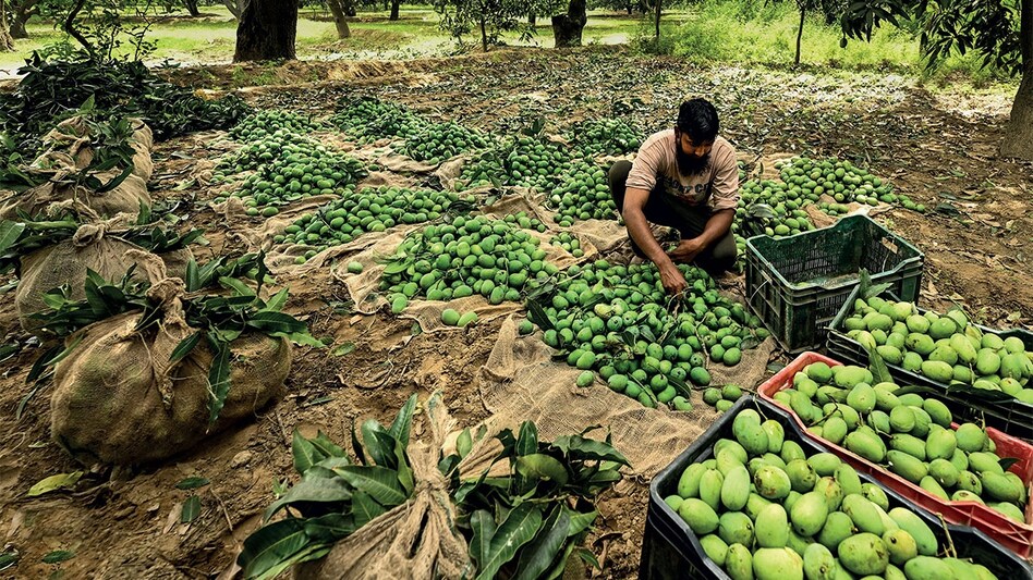 Photo by HARDIK CHHABRA Photo by HARDIK CHHABRA