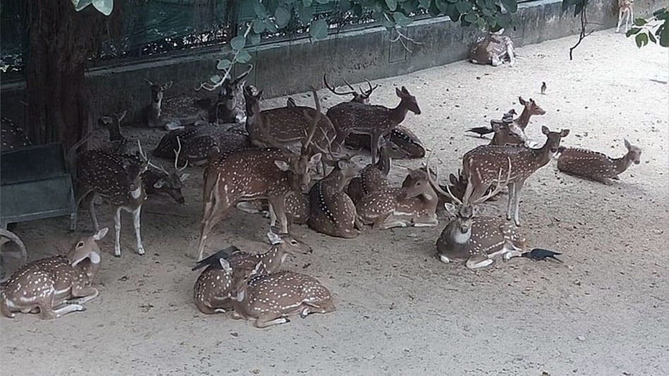 Delhi's popular Deer Park in Hauz Khas to be shut down Delhi's popular Deer Park in Hauz Khas to be shut down