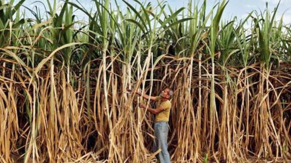 Govt hikes sugarcane FRP by Rs 10/quintal to Rs 315/quintal for 2023-24 season Govt hikes sugarcane FRP by Rs 10/quintal to Rs 315/quintal for 2023-24 season