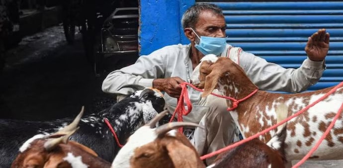 UP: Jains purchase 250 goats to prevent their slaughter on Bakrid UP: Jains purchase 250 goats to prevent their slaughter on Bakrid