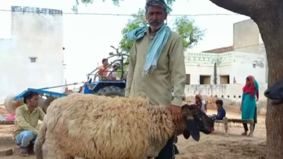 The shepherd said although it means a lot to Muslims, he couldn't sell it as the animal was very "dear" to him. The shepherd said although it means a lot to Muslims, he couldn't sell it as the animal was very "dear" to him.