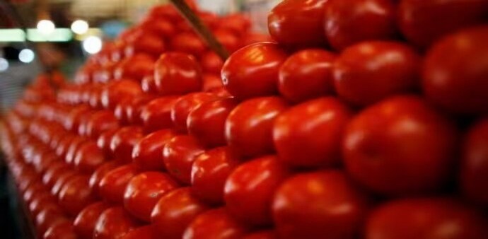 The all-India average retail tomato price was ruling at Rs 95.58 per kg on Thursday. The all-India average retail tomato price was ruling at Rs 95.58 per kg on Thursday.