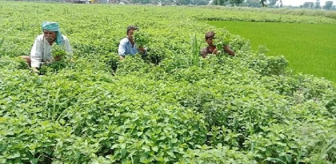 The provision of fertilizer subsidy is one such freebies that raise several questions in the mind of academicians and policymakers The provision of fertilizer subsidy is one such freebies that raise several questions in the mind of academicians and policymakers