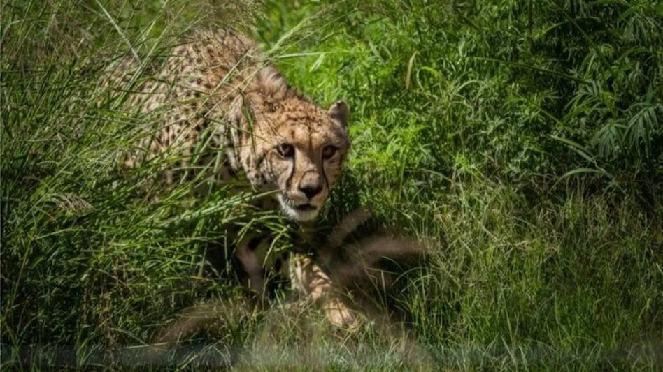 After the postmortem, samples of the cheetah's internal organs were sent to the School of Wildlife Forensic and Health in Jabalpur for additional examination. After the postmortem, samples of the cheetah's internal organs were sent to the School of Wildlife Forensic and Health in Jabalpur for additional examination.