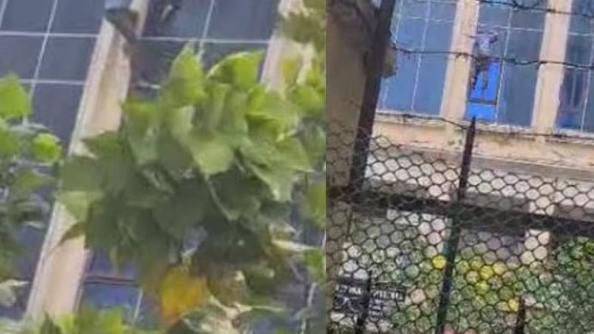 Massive fire at Greater Noida mall, video surfaces of people jumping from third floor