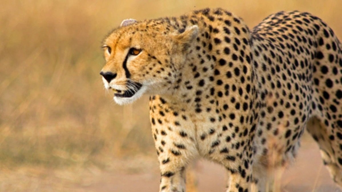'Due to natural causes': Centre on deaths of cheetahs at MP's Kuno National Park
