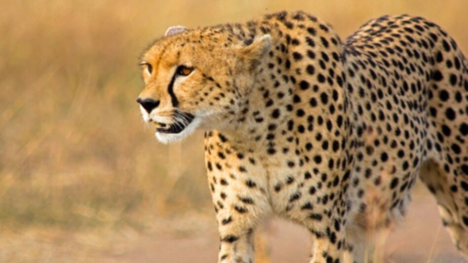 Out of 20 translocated adult cheetahs, five mortalities have been reported from the KNP Out of 20 translocated adult cheetahs, five mortalities have been reported from the KNP