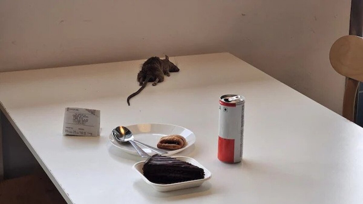 The photos she shared showed the dead rat lying just slightly away from her food. The photos she shared showed the dead rat lying just slightly away from her food.