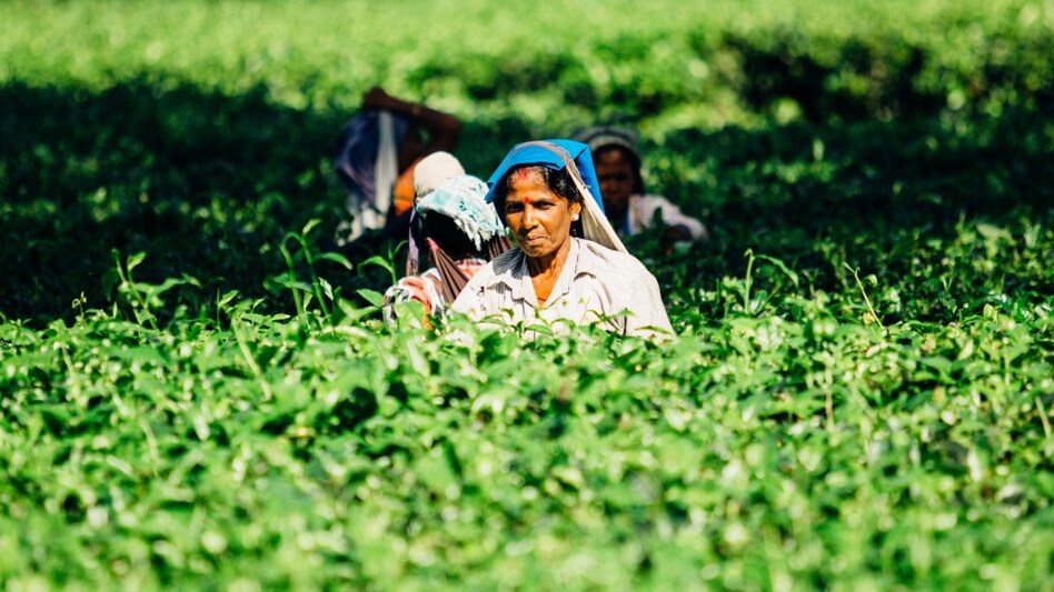 More than half of the farmers are worried about a deficient monsoon More than half of the farmers are worried about a deficient monsoon