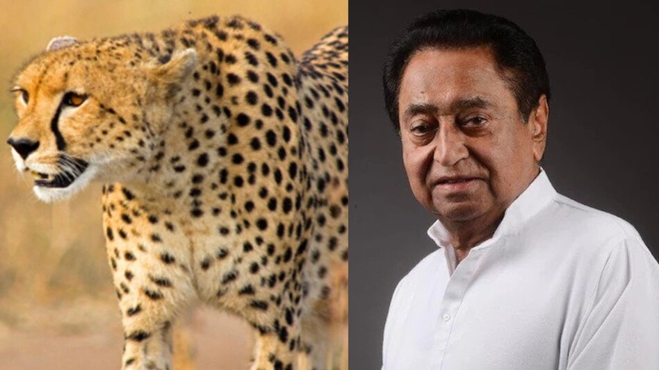 As a part of India’s ambitious Project Cheetah, the big cats were brought to India from South Africa and Namibia As a part of India’s ambitious Project Cheetah, the big cats were brought to India from South Africa and Namibia