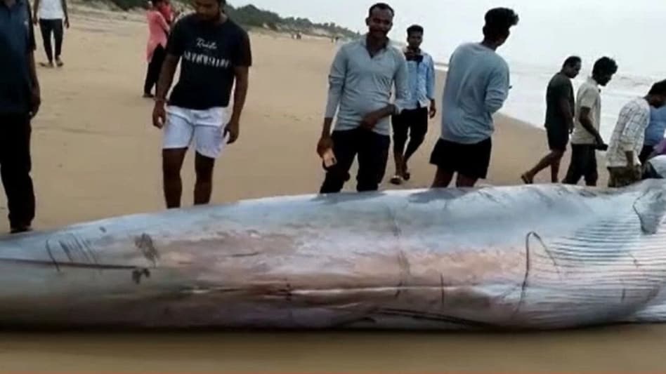 The blue whale is a magnificent creature, capable of producing calls louder than a jet engine and consuming four tons of krill each day. The blue whale is a magnificent creature, capable of producing calls louder than a jet engine and consuming four tons of krill each day.