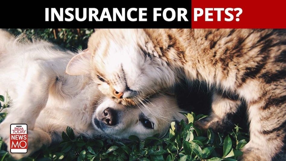 A comprehensive pet insurance policy provides an array of coverages like surgery expenses cover including pre/post-surgery expenses, hospitalisation coverage, etc. A comprehensive pet insurance policy provides an array of coverages like surgery expenses cover including pre/post-surgery expenses, hospitalisation coverage, etc.