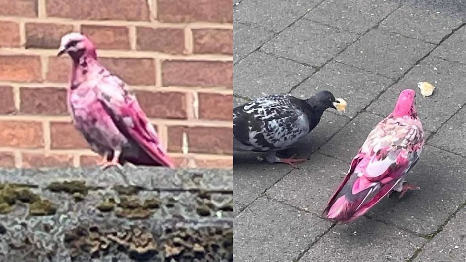 The officers of local police department have also reported the sighting of the unusual bird. The officers of local police department have also reported the sighting of the unusual bird.