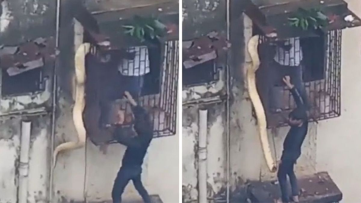 Mumbai: Video showing rescue of giant 10-ft long python hanging from a building's window in Thane goes viral