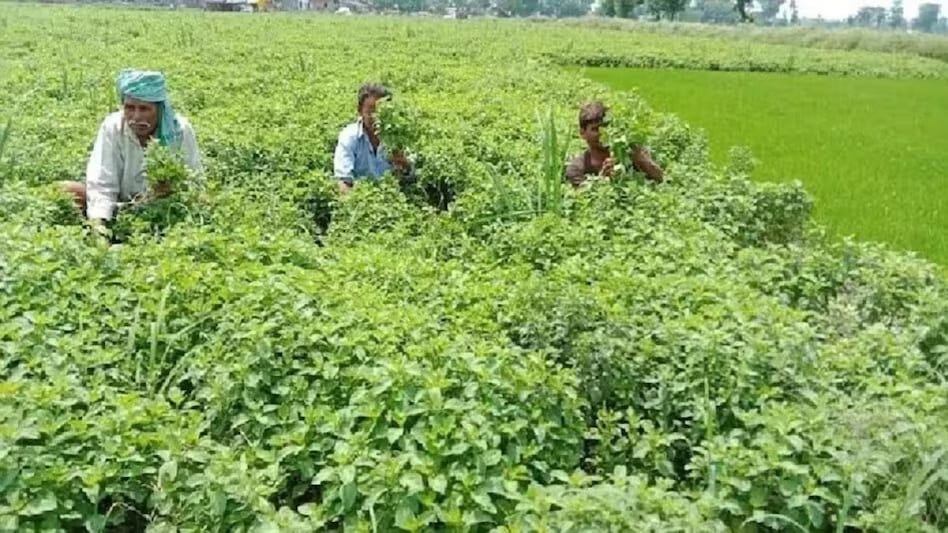 Cabinet approves nutrient-based fertiliser subsidy for Rabi season 2023-24 Cabinet approves nutrient-based fertiliser subsidy for Rabi season 2023-24