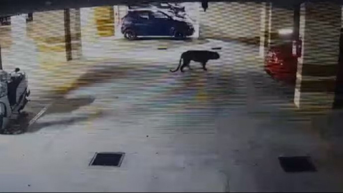 Leopard spotted near MS Dhoni International School in Bengaluru, area put on high alert