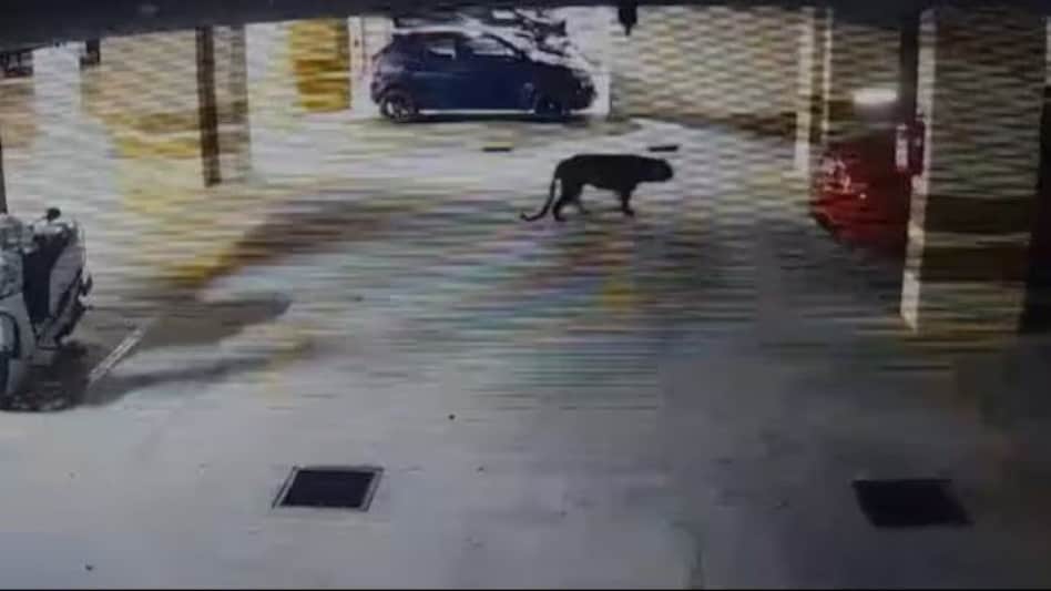 A leopard was spotted on Sunday near Bengaluru's MS Dhoni International School in Whitefield. A leopard was spotted on Sunday near Bengaluru's MS Dhoni International School in Whitefield.