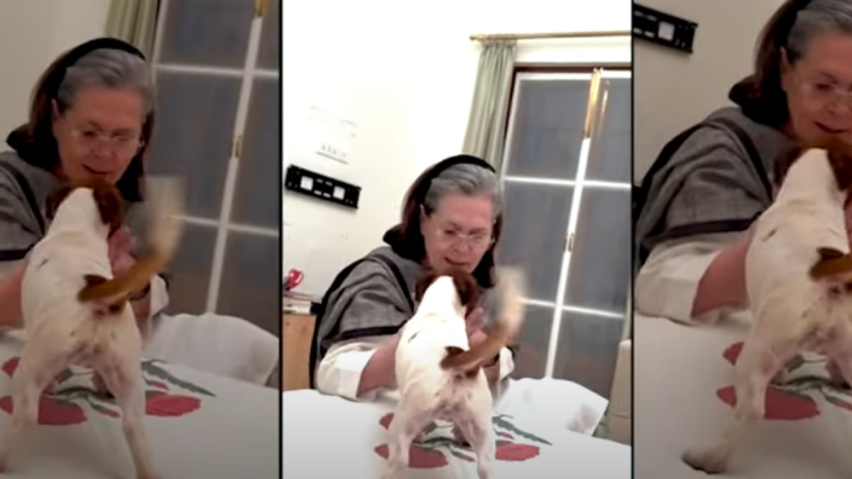 The video, showing Rahul Gandhi bringing the dog all the way from Goa to Delhi The video, showing Rahul Gandhi bringing the dog all the way from Goa to Delhi