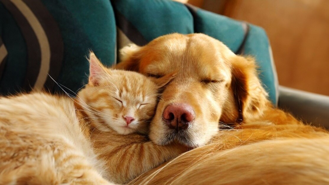 AI will soon be able to translate what your cat or dog is saying to you