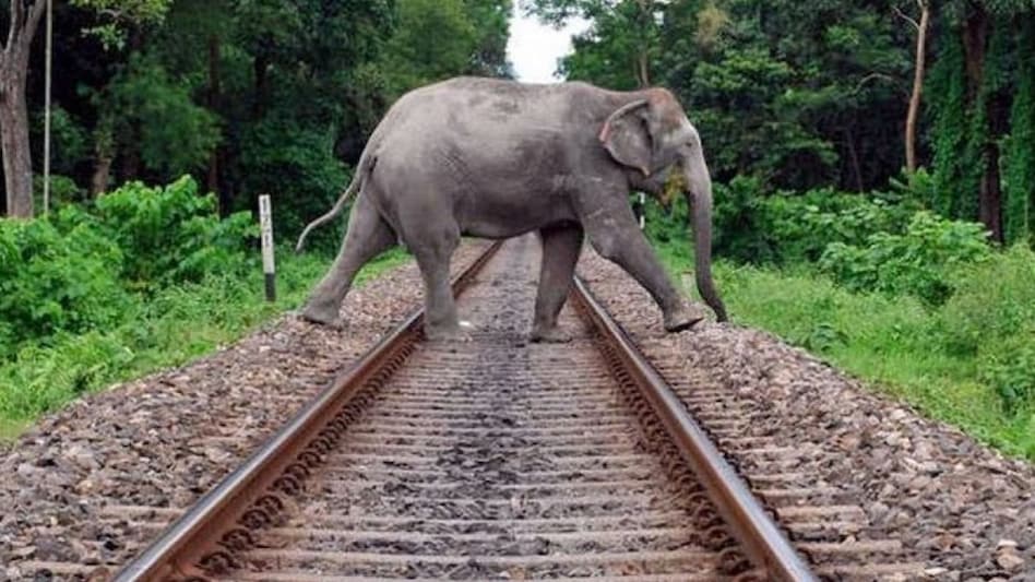 Railway Ministry data revealed 45 elephant fatalities due to train accidents in the past three years. Railway Ministry data revealed 45 elephant fatalities due to train accidents in the past three years.
