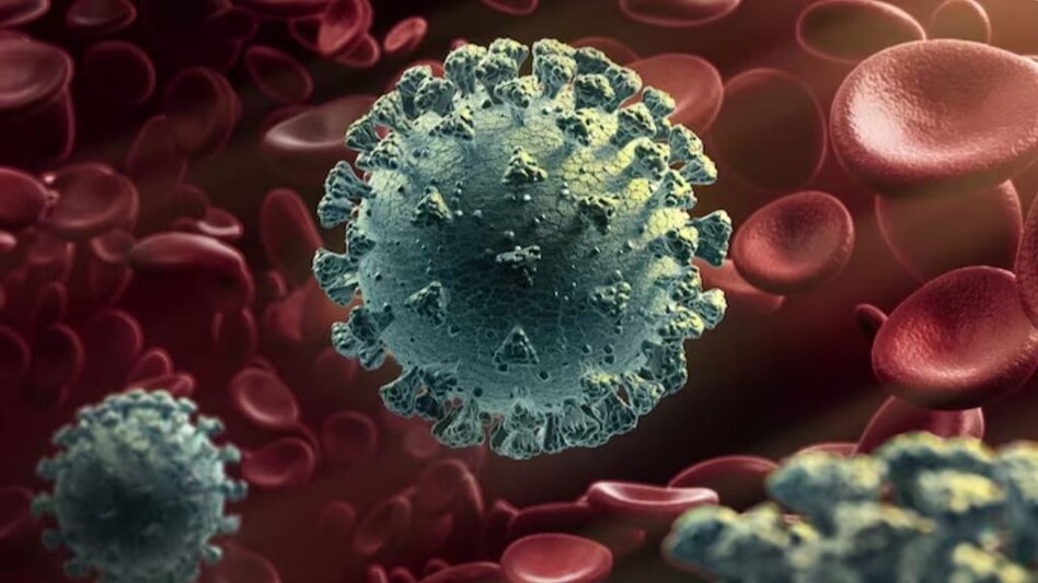 While Goa has reported 19 cases of JN.1, one each has been detected in Kerala and Maharashtra. While Goa has reported 19 cases of JN.1, one each has been detected in Kerala and Maharashtra.