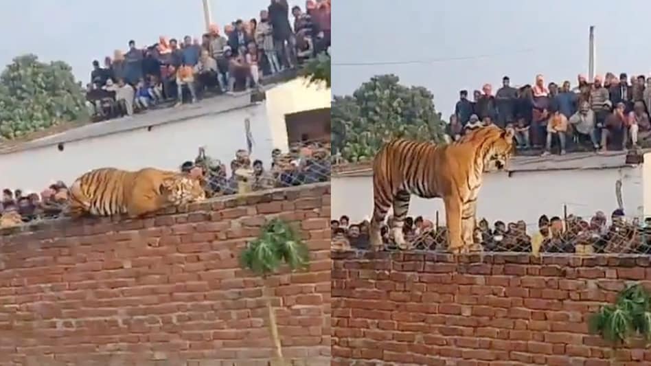 Tiger enters UP village, sits atop a wall Tiger enters UP village, sits atop a wall