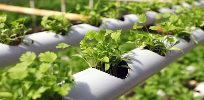 Hydroponics Hydroponics