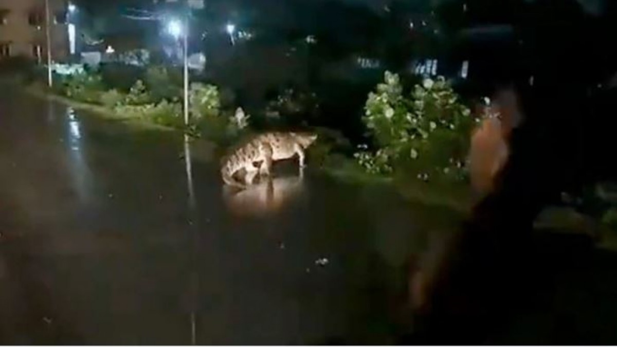 The video was taken by a commuter while sitting in a car and it also shows that two men were slowing down their bike after seeing the reptile on the road. The video was taken by a commuter while sitting in a car and it also shows that two men were slowing down their bike after seeing the reptile on the road.