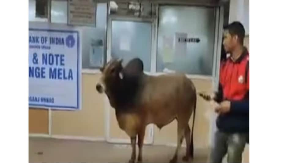 'Bullish on SBI stock': Bull enters SBI branch in UP’s Unnao, triggers a meme fest 'Bullish on SBI stock': Bull enters SBI branch in UP’s Unnao, triggers a meme fest