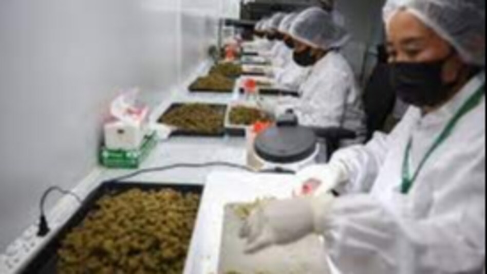 Thailand to ban recreational use of marijuana by year-end, maintaining medical access as new regulations loom. Thailand to ban recreational use of marijuana by year-end, maintaining medical access as new regulations loom.