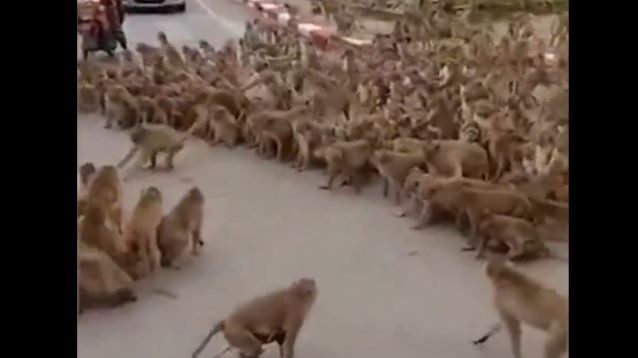 Two gangs of Monkeys clash in Thailand Two gangs of Monkeys clash in Thailand