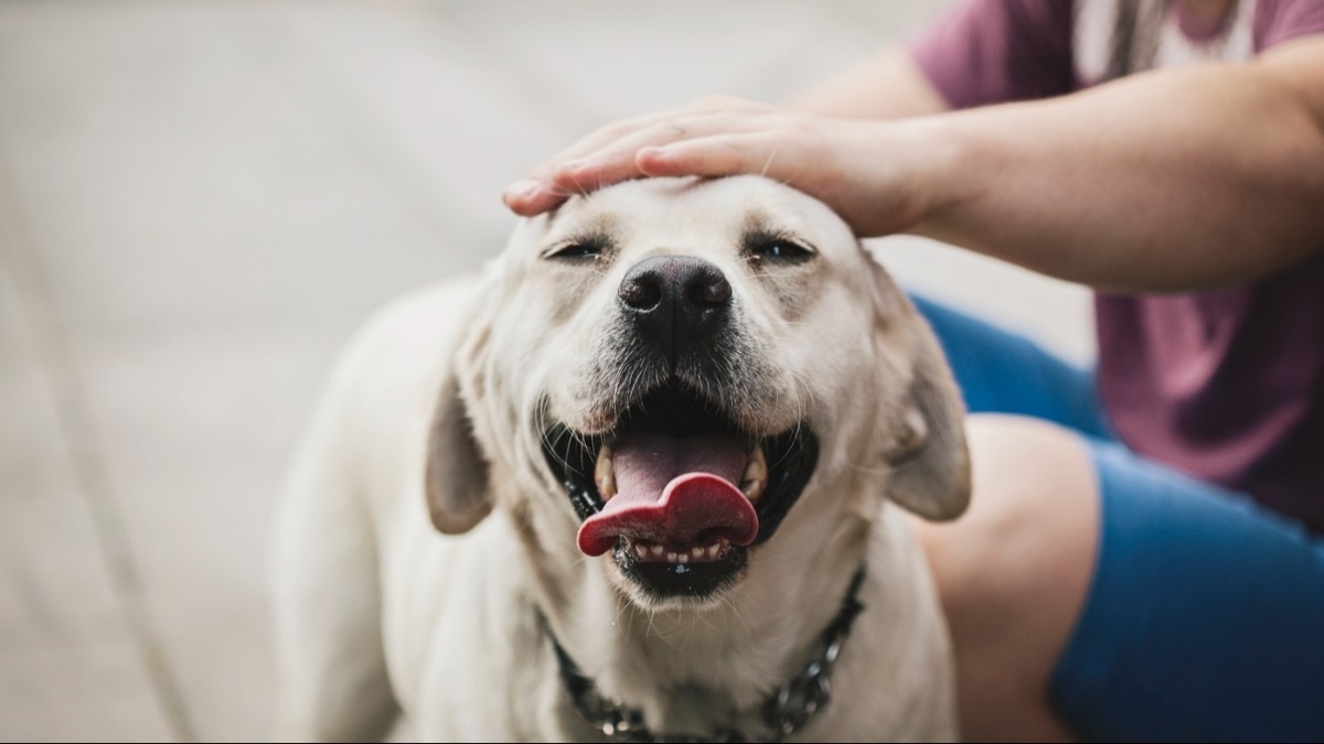 Here's why dog lovers should insure their pets 